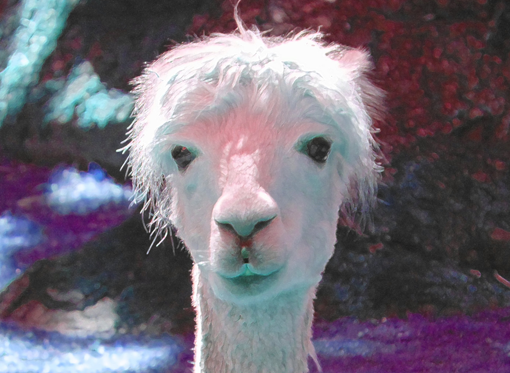 Psychedelic Llama Close-up of a goofy-looking llama