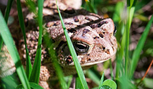 Photo by TouchingMossStudios on Pixabay American Toad chilling in vibrant-green grass