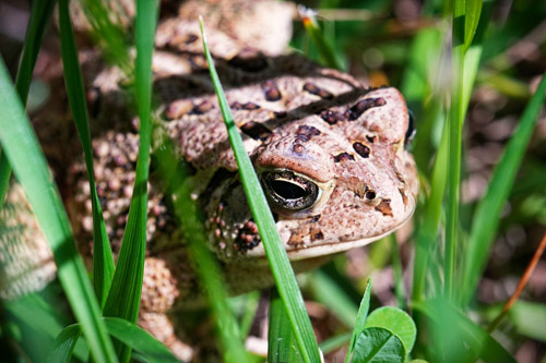 Photo by TouchingMossStudios on Pixabay American Toad chilling in vibrant-green grass